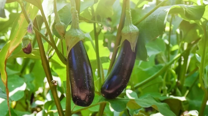 Eggplants in the garden