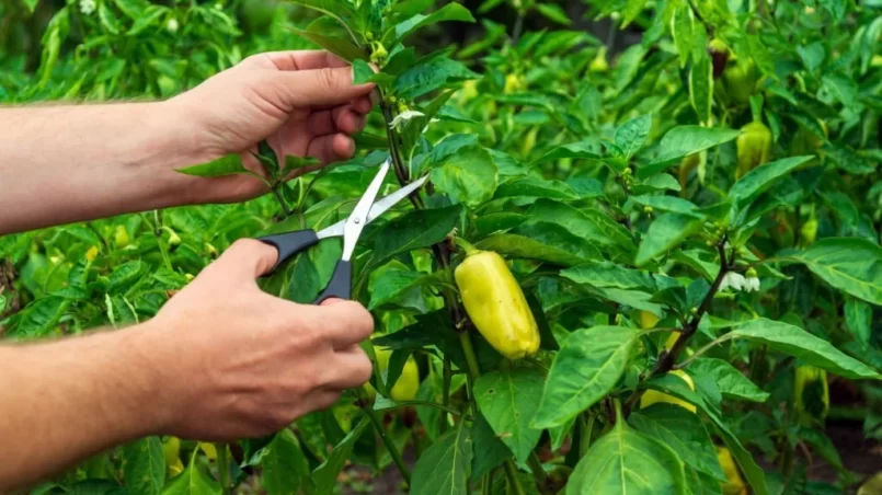 Farmer cuts the sprouts into the peppers