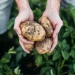 Farmer holding organic potatoes in field