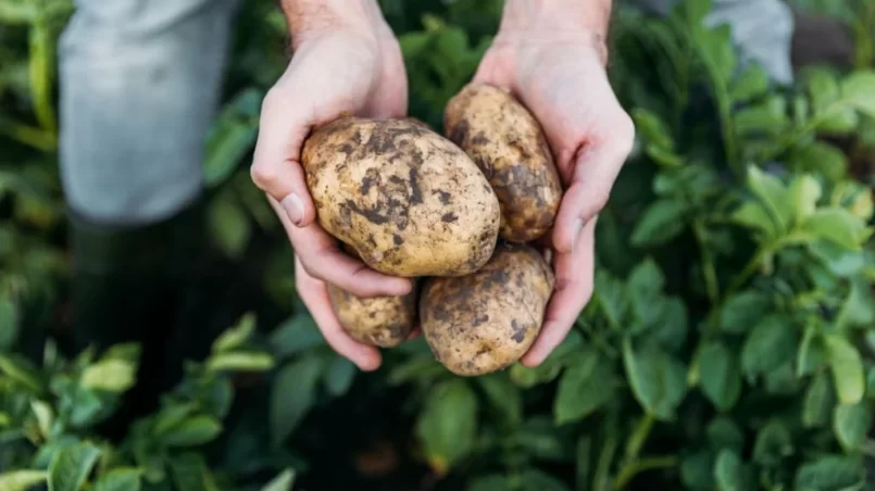 Farmer holding organic potatoes in field