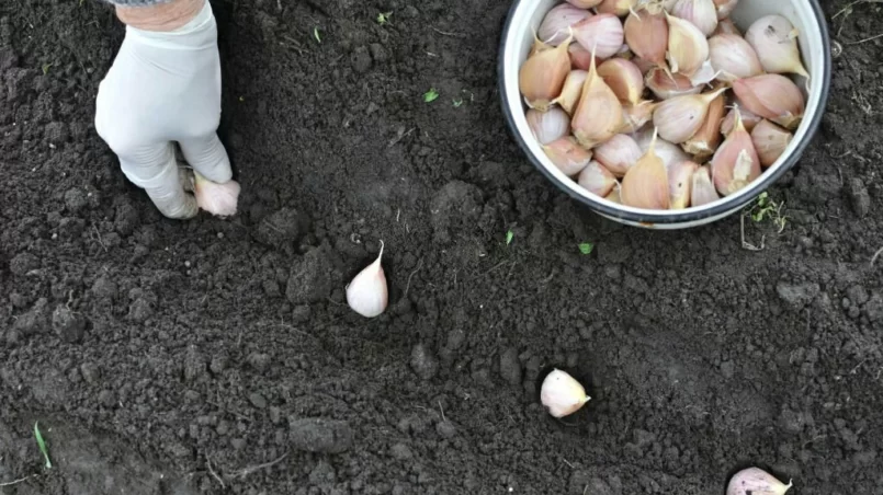 Farmer's hand planting garlic in the vegetable garden