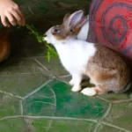 Feeding basil leaves to a rabbit