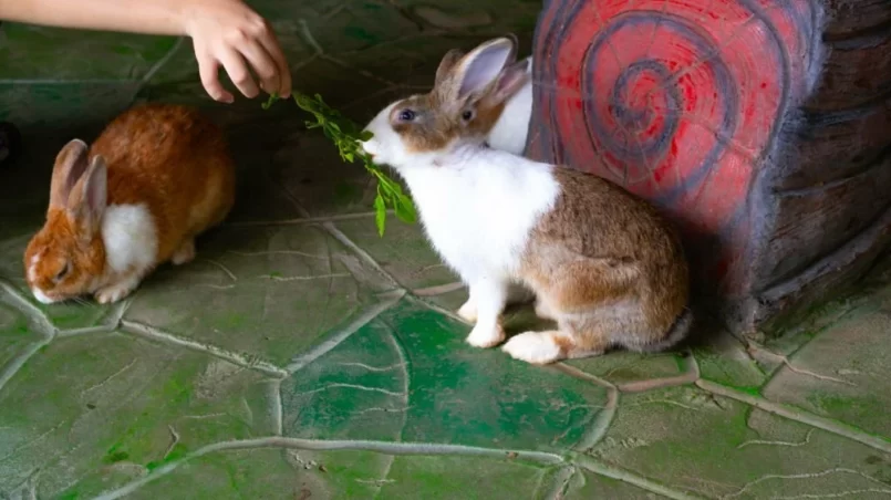 Feeding basil leaves to a rabbit