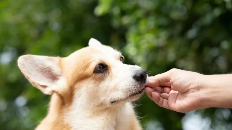 Feeding corgi dog with food in hand