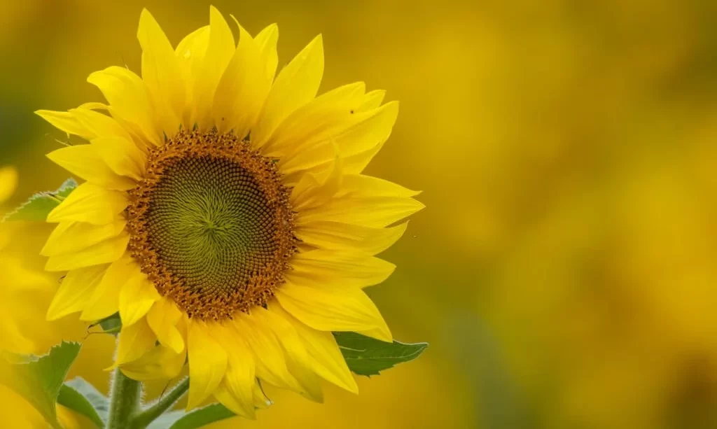 Flowering sunflower
