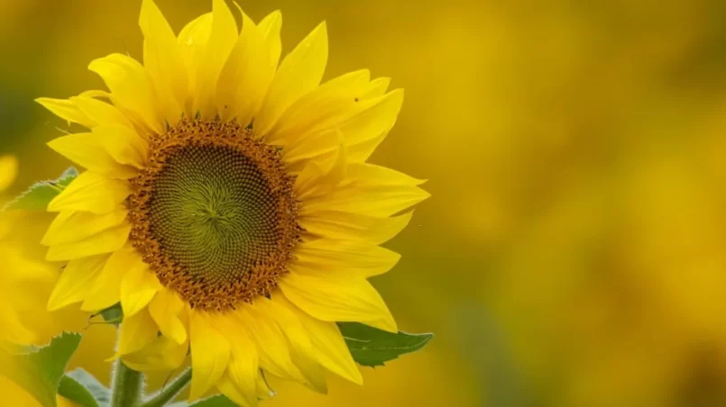 Flowering sunflower