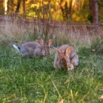 Fluffy eared rabbits sits on a green meadow and eats green grass