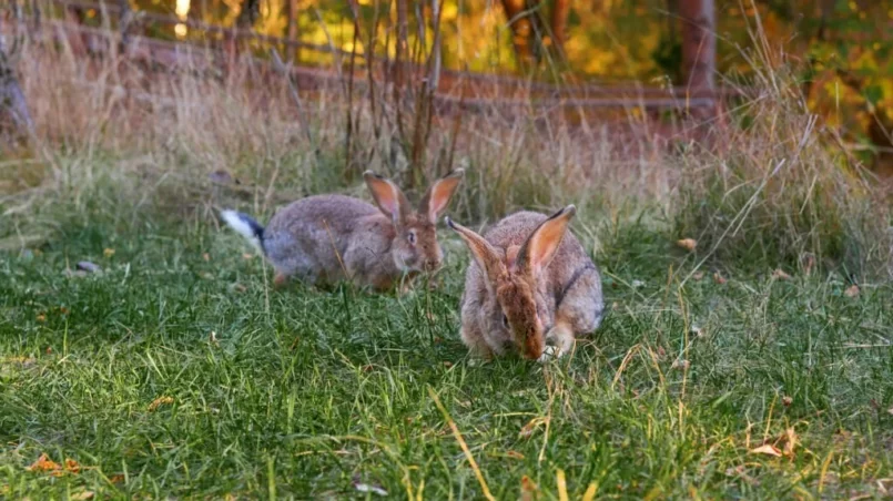 Fluffy eared rabbits sits on a green meadow and eats green grass