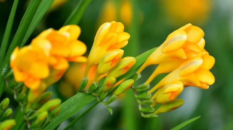 Freesia flowers