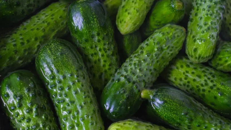 Fresh cucumbers in water