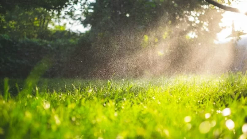 Fresh green grass and water drops over it sparkling in sunlight