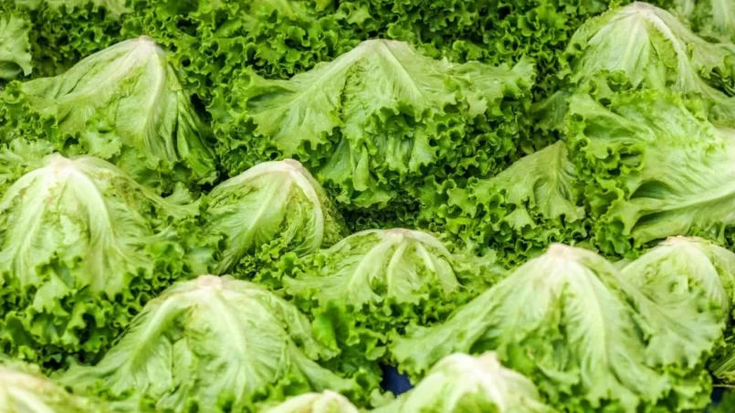 Fresh lettuces at local greengrocery