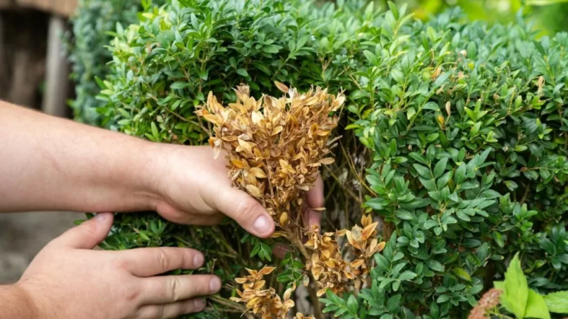 Gardener emoving dry yellow branches of boxwood bushes