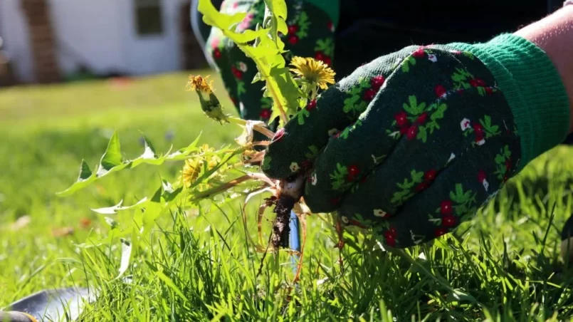 Gardener pulling dandelion out from the grass