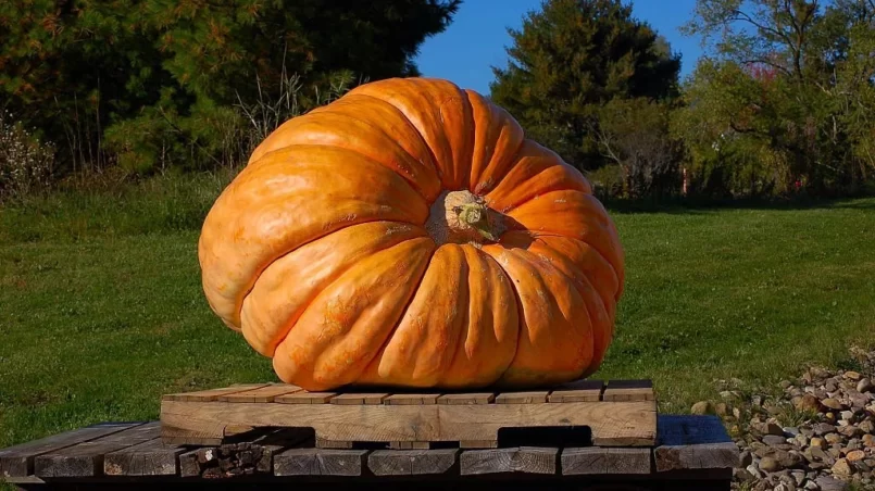 Giant Pumpkin