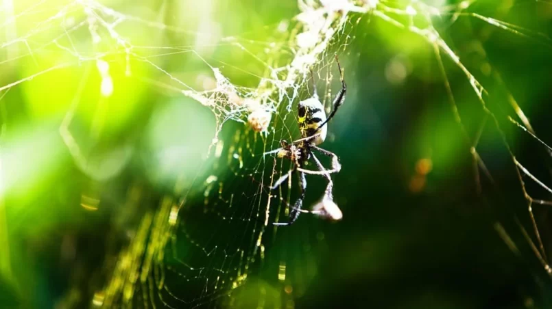 Golden orb spider on its web outdoors among plants