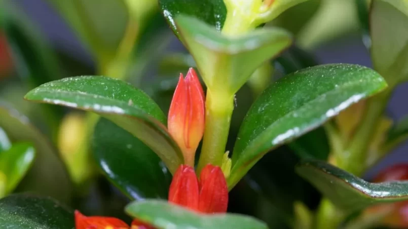 Goldfish plant (Nematanthus gregarious) flower