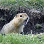 Gopher sticks his head out hole