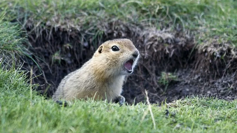 Gopher sticks his head out hole