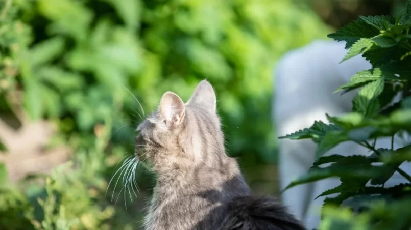 Gray beautiful cat in the grass