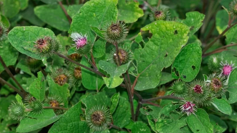 Greater burdock (Arctium lappa)