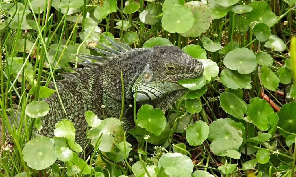 Green Iguana (Iguana iguana) eating the water plants