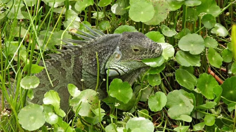 Green Iguana (Iguana iguana) eating the water plants