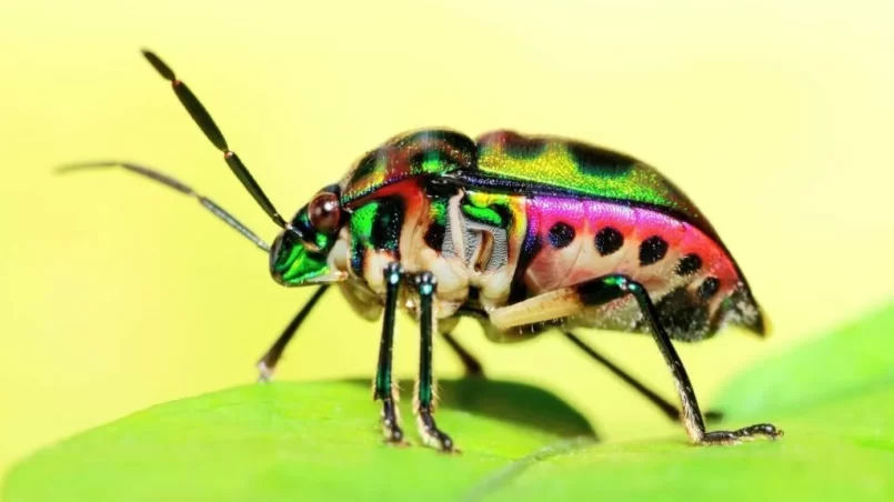 Green glitter beetle on leaf