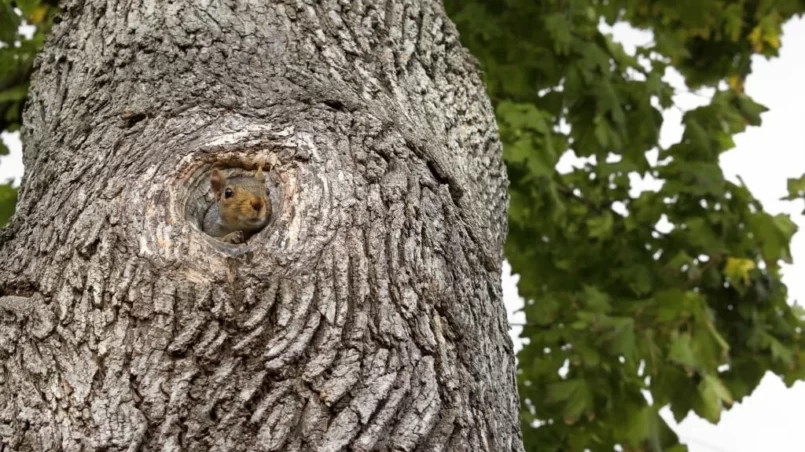 Grey squirrel looking out the entrance of a tree home