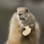 Groundhog with cookie