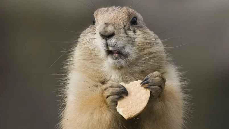 Groundhog with cookie