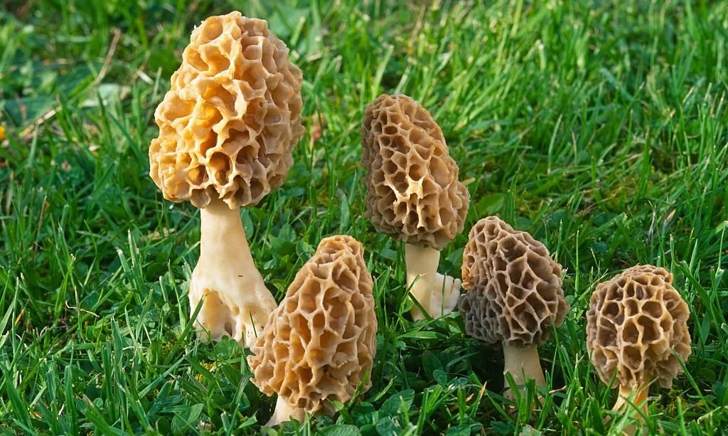 Group of Morilles Jaunes (Morel Mushrooms) growing in green grass