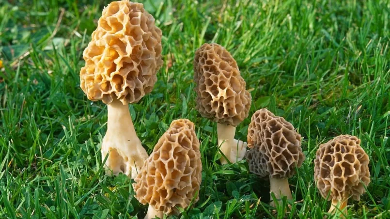 Group of Morilles Jaunes (Morel Mushrooms) growing in green grass