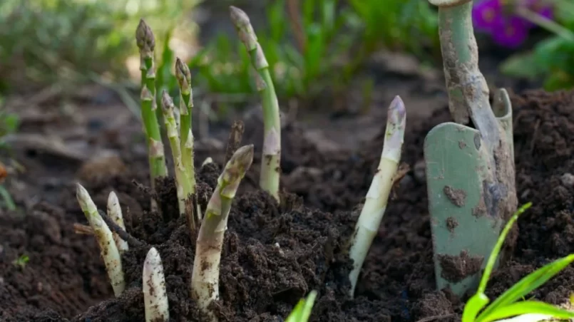 Growing asparagus