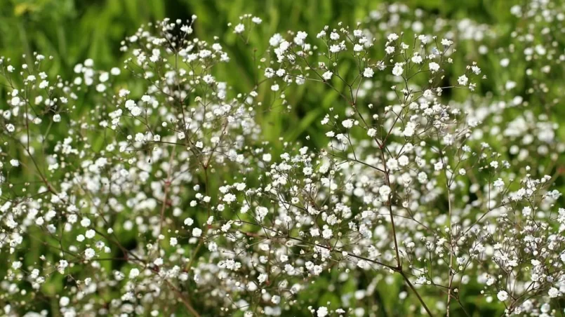 Gypsophila