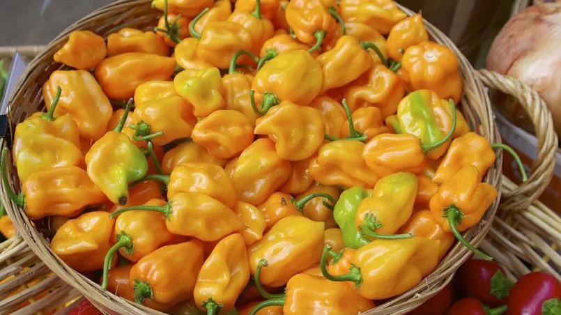 Habanero peppers