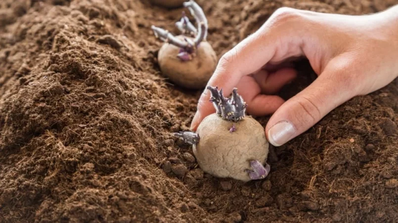 Hand planting potato tubers