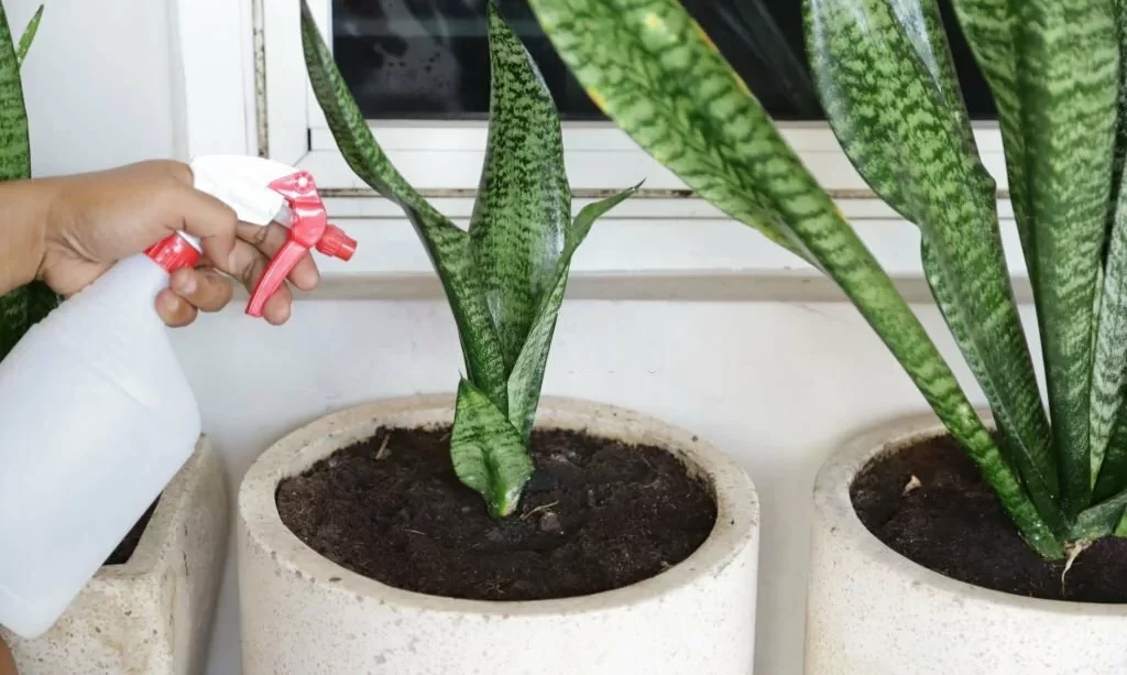 Hand watering snake plant