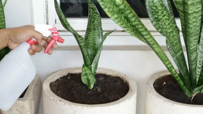 Hand watering snake plant