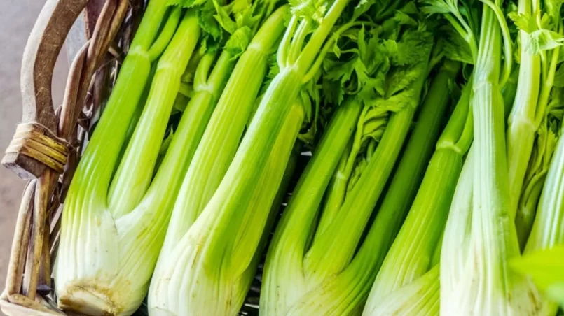 Heads of celery