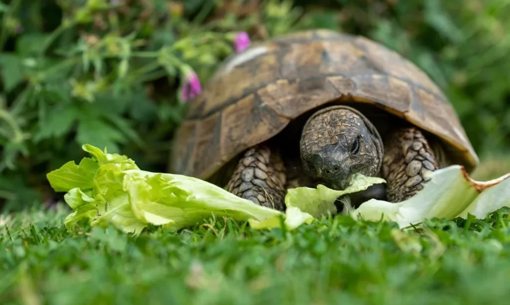 Hermann's tortoise eating lettuce
