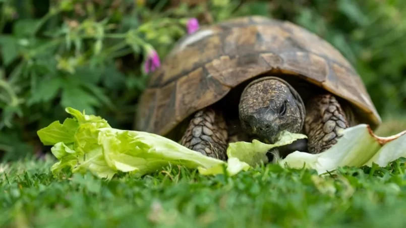 Hermann's tortoise eating lettuce