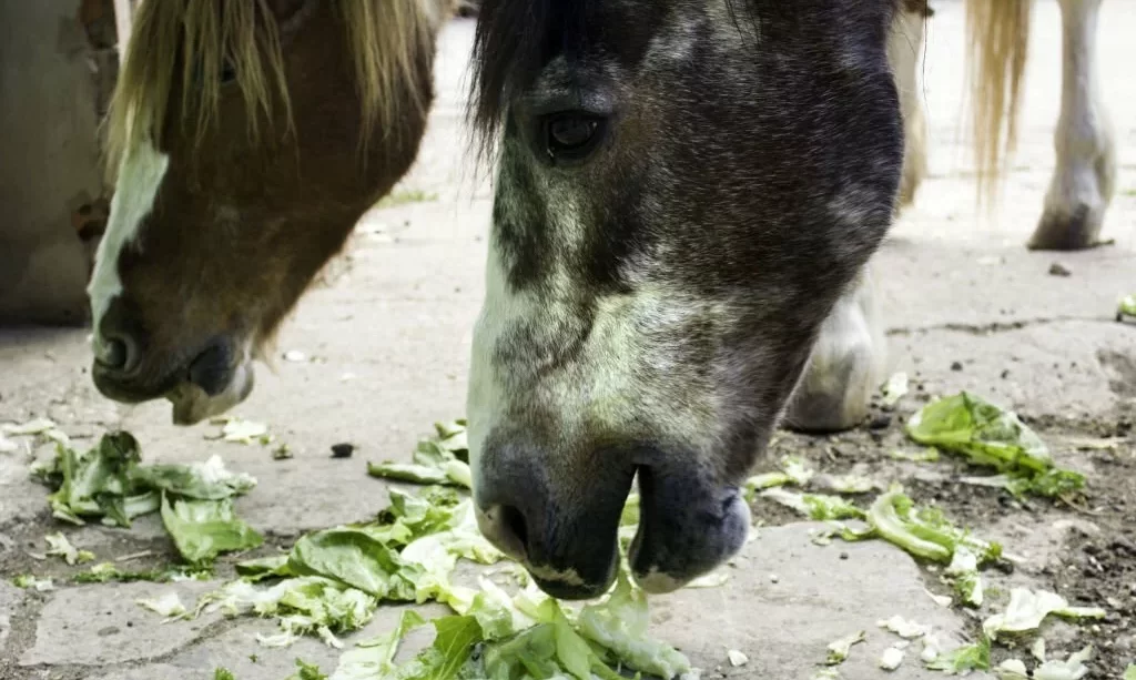 Horses eating cabbages