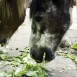 Horses eating cabbages