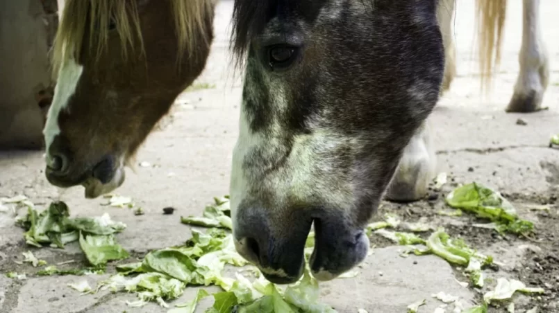 Horses eating cabbages