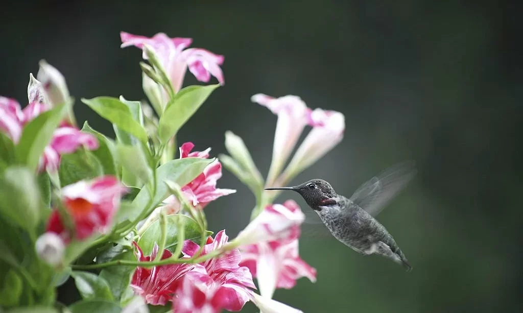Hummingbird in mandevilla flowers