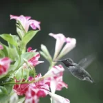 Hummingbird in mandevilla flowers