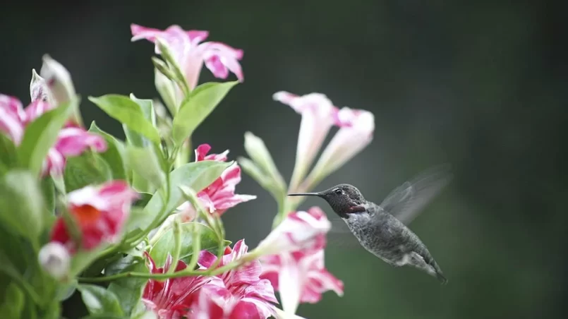 Hummingbird in mandevilla flowers