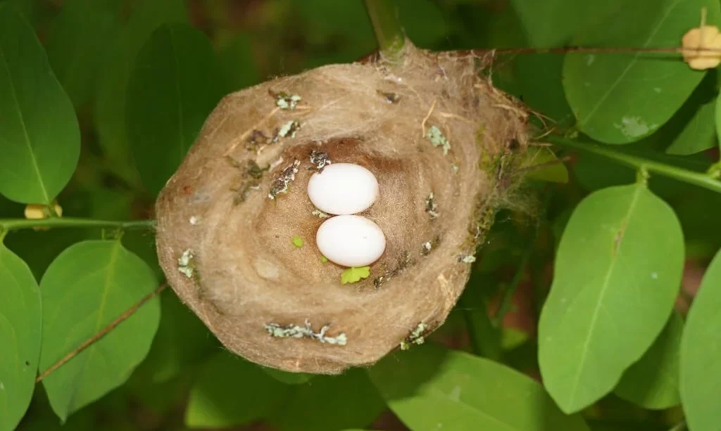 Hummingbird nest with eggs