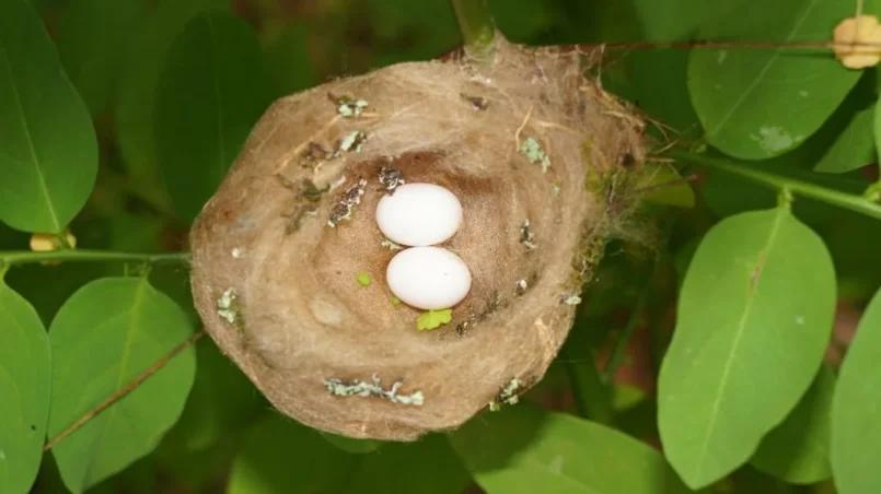 Hummingbird nest with eggs